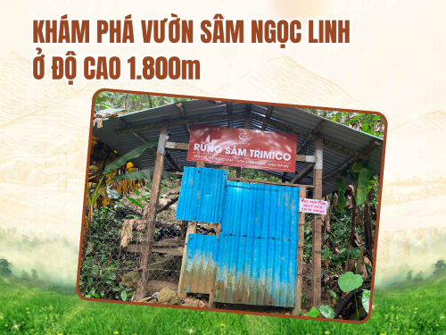 Sâm Ngọc Linh trồng ở đâu? Khám phá vùng đất đặc biệt nuôi dưỡng loại sâm quý nhất Việt Nam